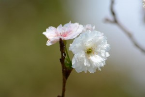 20161103-20161104ジュウガツザクラ　十月桜　が咲いています (3)